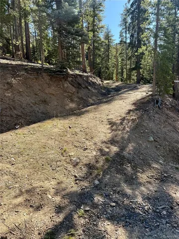 a view of dirt yard with large trees