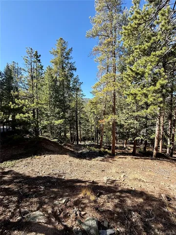 a view of a road with tall trees