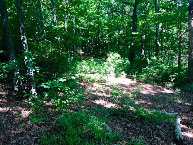 0 Rocky Ridge Road Doyle, TN 38559 - Photo 9 of 10 Gallery Image 9