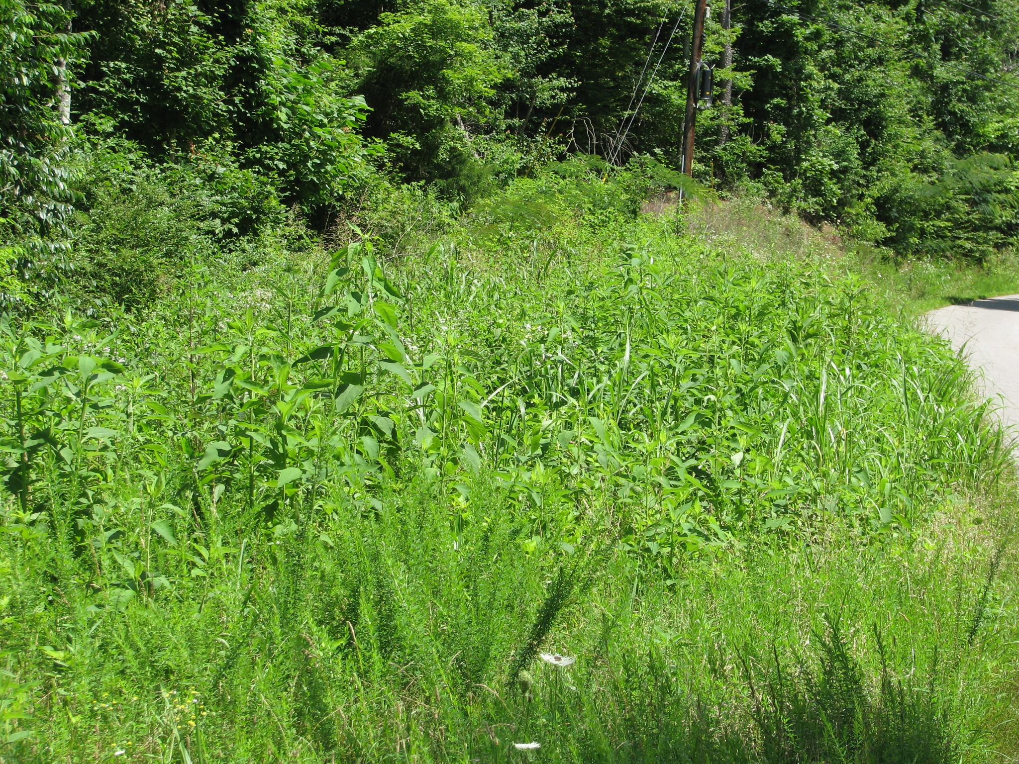 0 Matthews Hollow Road Waverly, TN 37185 - Photo 15 of 19