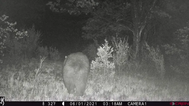 a view of a tree in a yard