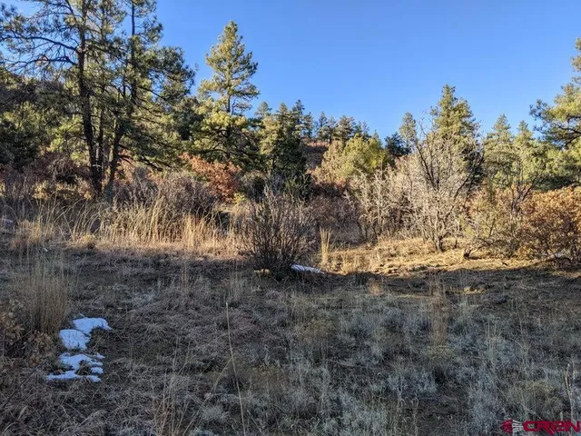 a view of a dry yard with lots of green space