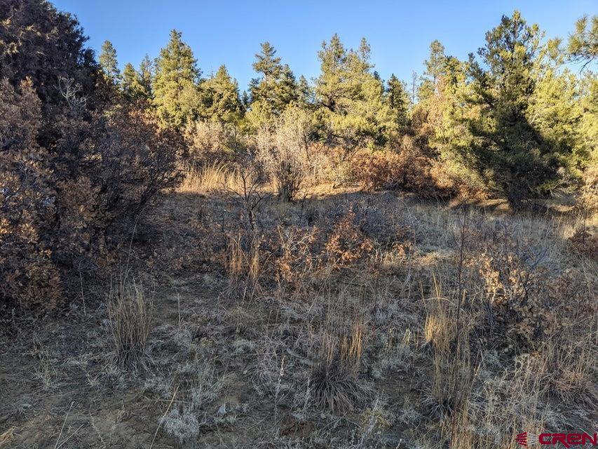 Tbd Tbd Rancho La Weston, CO 81091 - Photo 23 of 28 a view of a forest with lots of trees