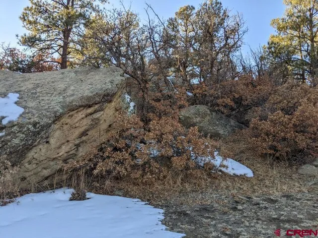 a view of a yard with trees in the background