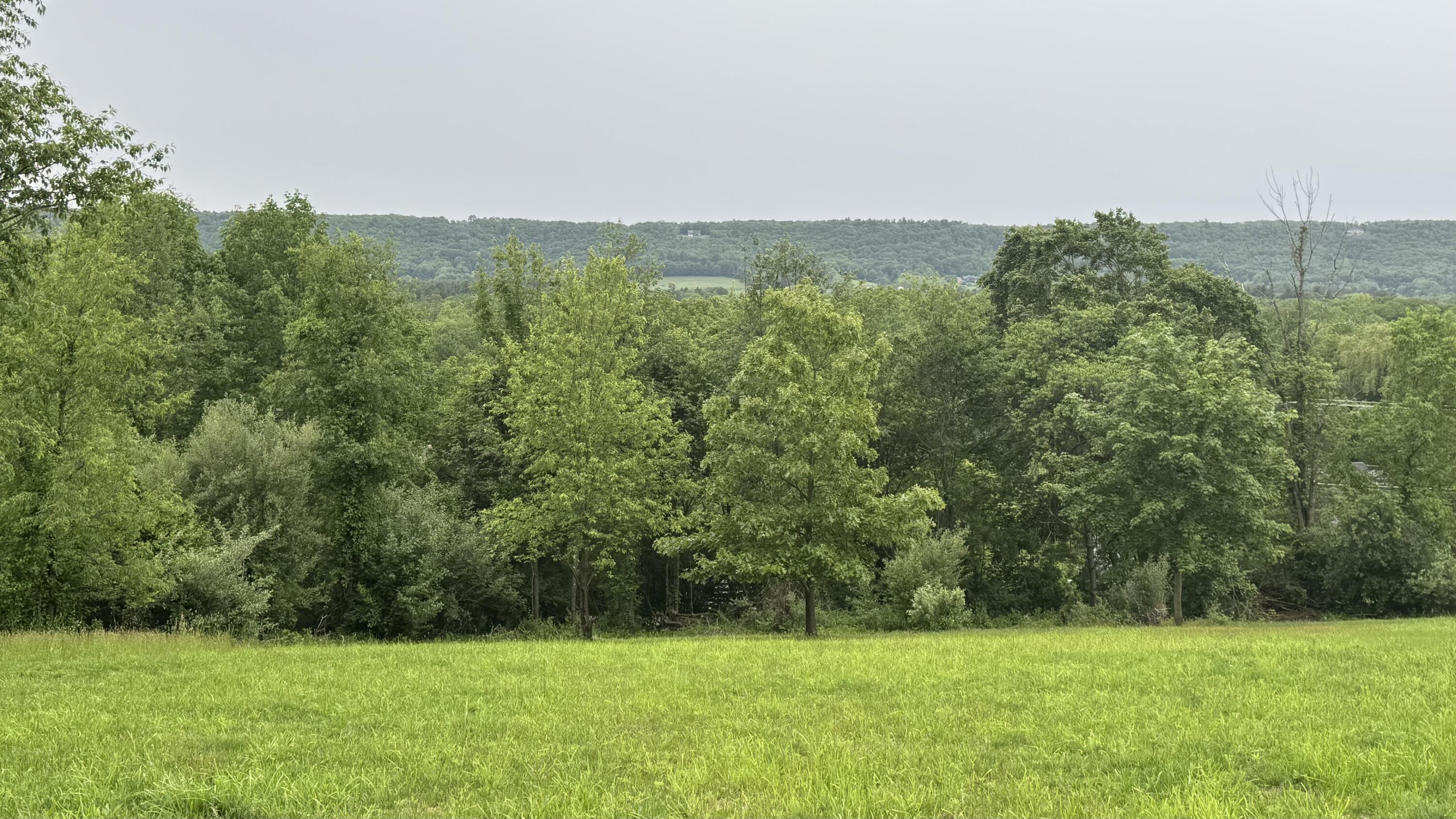 a view of a grassy field