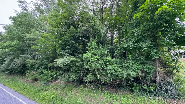 a view of a lush green forest