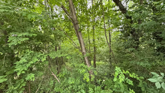 a view of a lush green forest