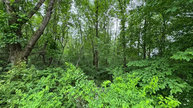 a view of a lush green forest