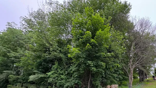 a view of a yard with a tree
