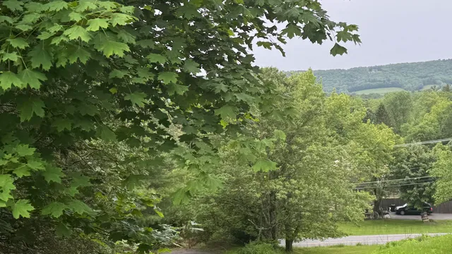 a view of a tree with a yard