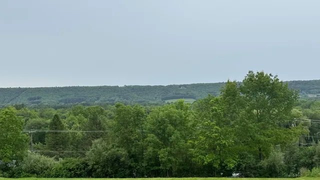 a view of a lush green forest with trees in the background