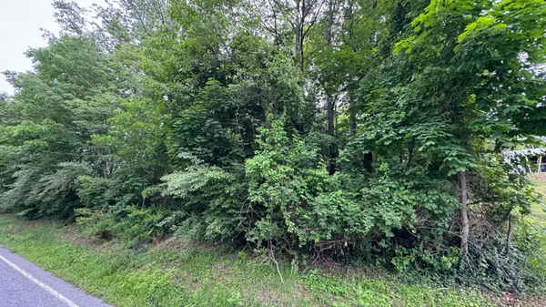 a view of a lush green forest