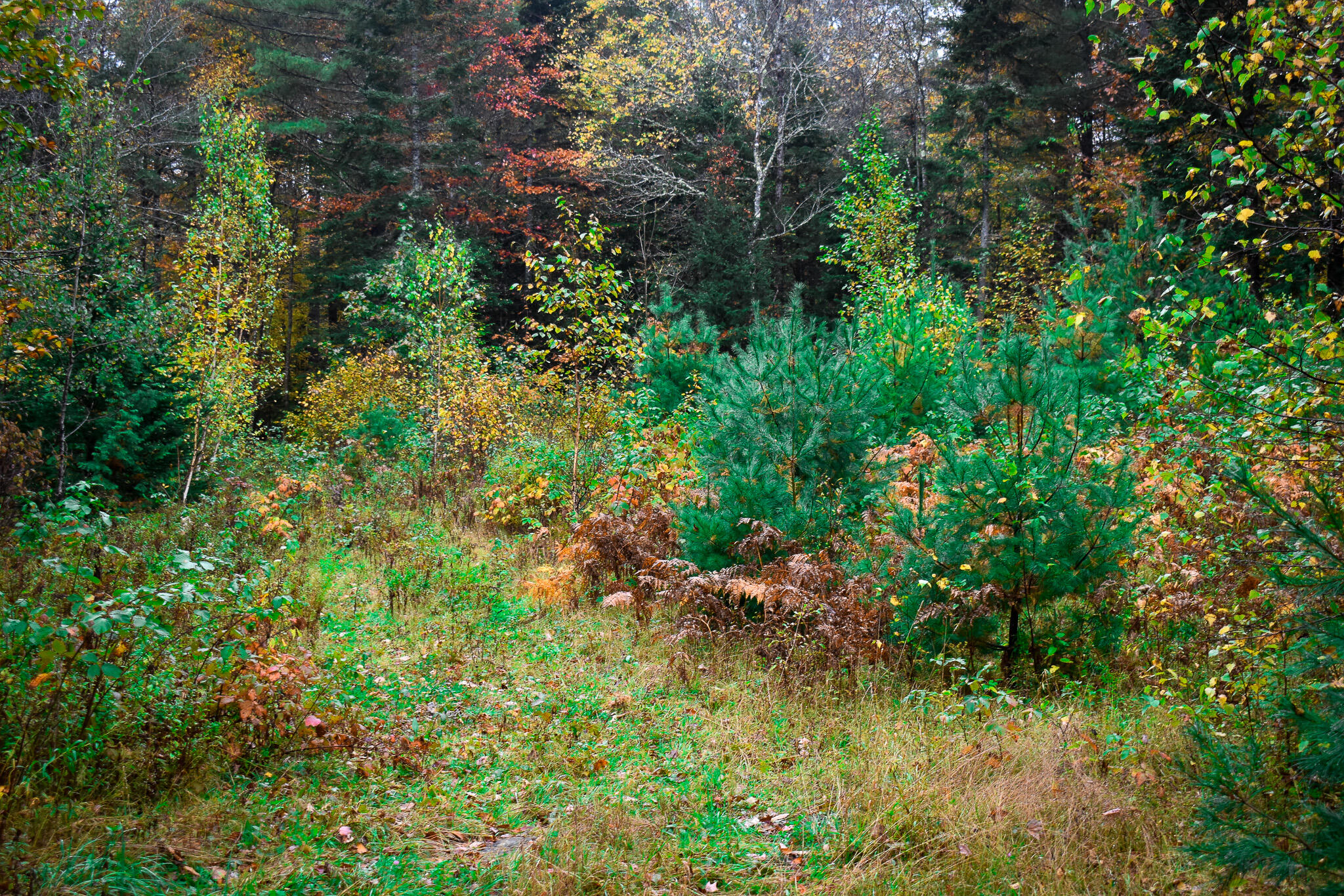 Lot 35 Burrough Road Sangerville, ME 04479 - Photo 29 of 41 DSC_0020