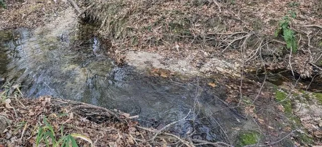 a view of a forest that has a tree