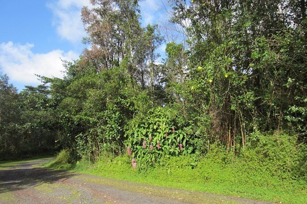 1082 Mayzee Road Pahoa, HI 96778 - Photo 1 of 25 Gallery Image 1
