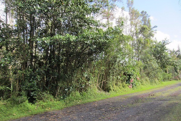 1082 Mayzee Road Pahoa, HI 96778 - Photo 4 of 25 Gallery Image 4