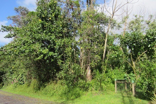 1082 Mayzee Road Pahoa, HI 96778 - Photo 7 of 25 Gallery Image 7