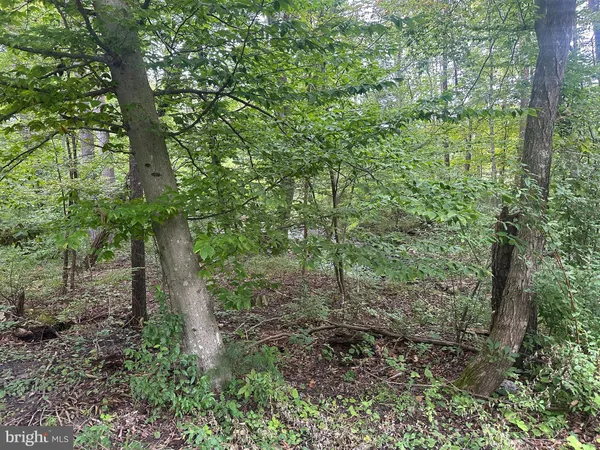 a view of a forest with trees
