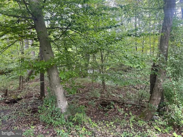 a view of a forest with trees