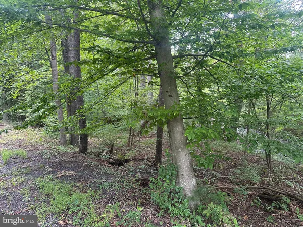 a view of a forest with lots of trees