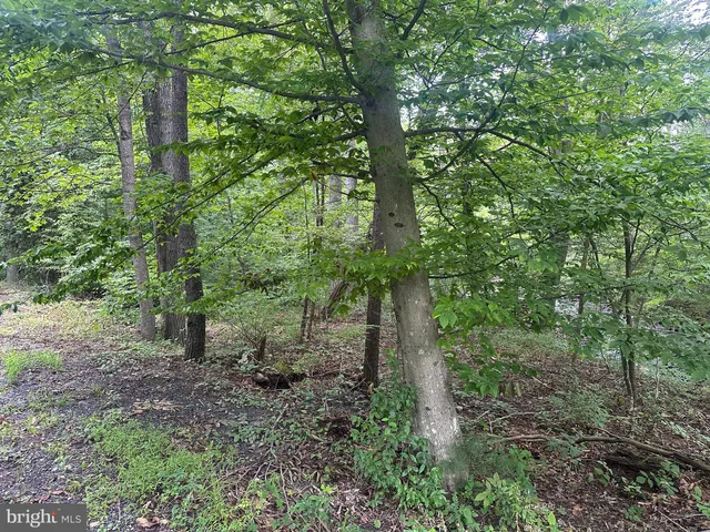 a view of a forest with lots of trees