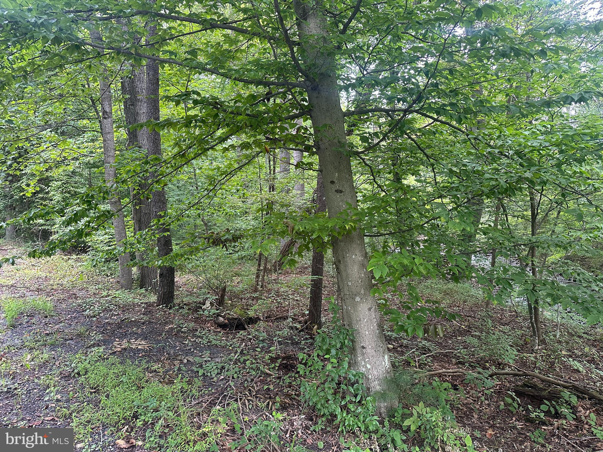 Tbd Van Buren Road Maurertown, VA 22644 - Photo 2 of 3 a view of a forest with lots of trees