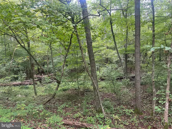 a view of a forest with trees