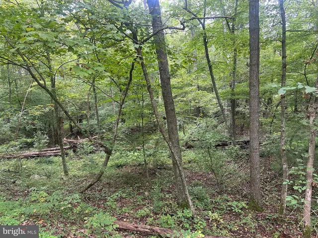 a view of a forest with trees