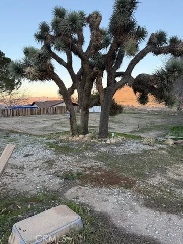 a view of yard with tree and yard