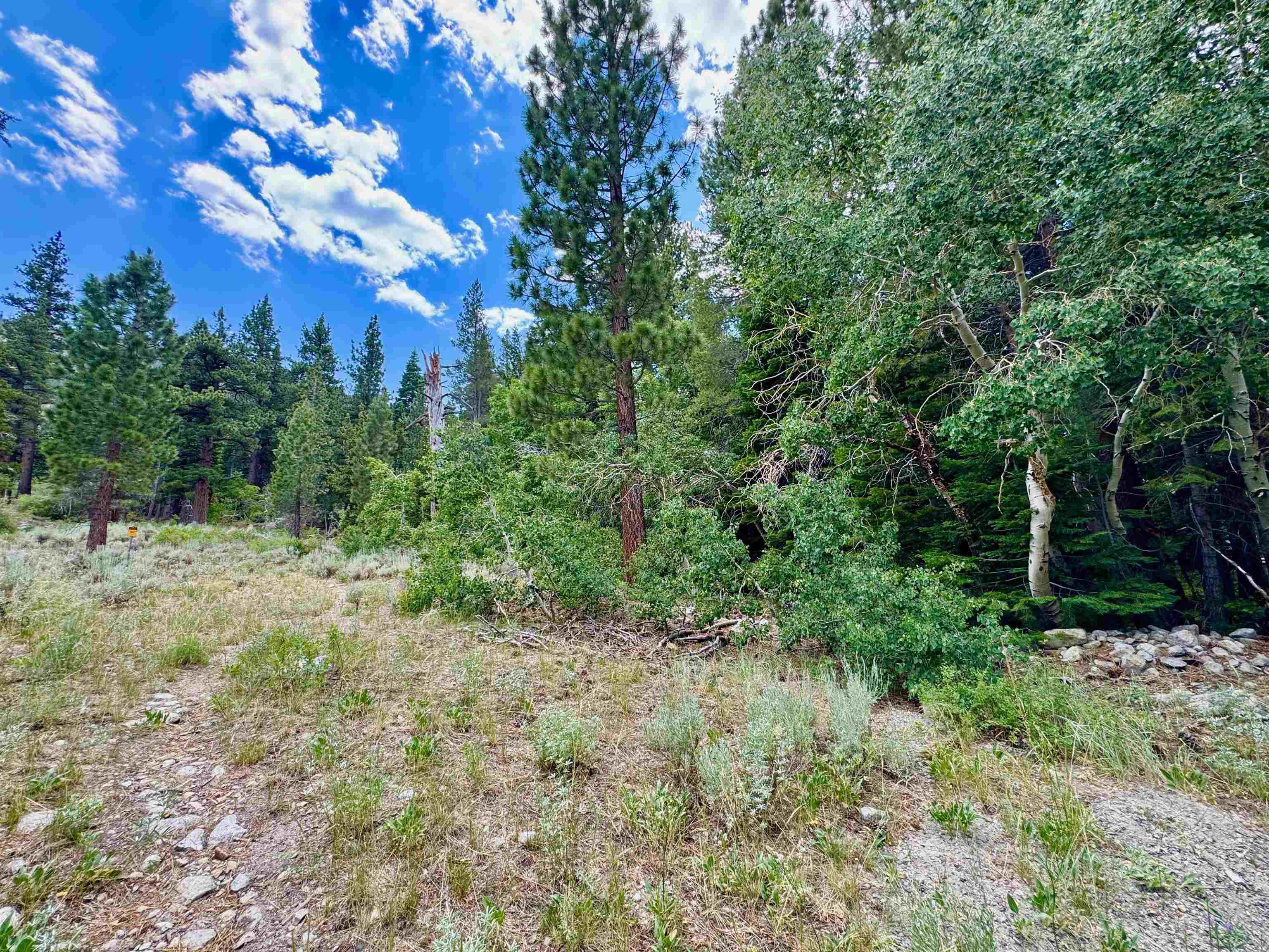 85 Shadow Pines Road June Lake, CA 93529 - Photo 1 of 14 View of wooded area