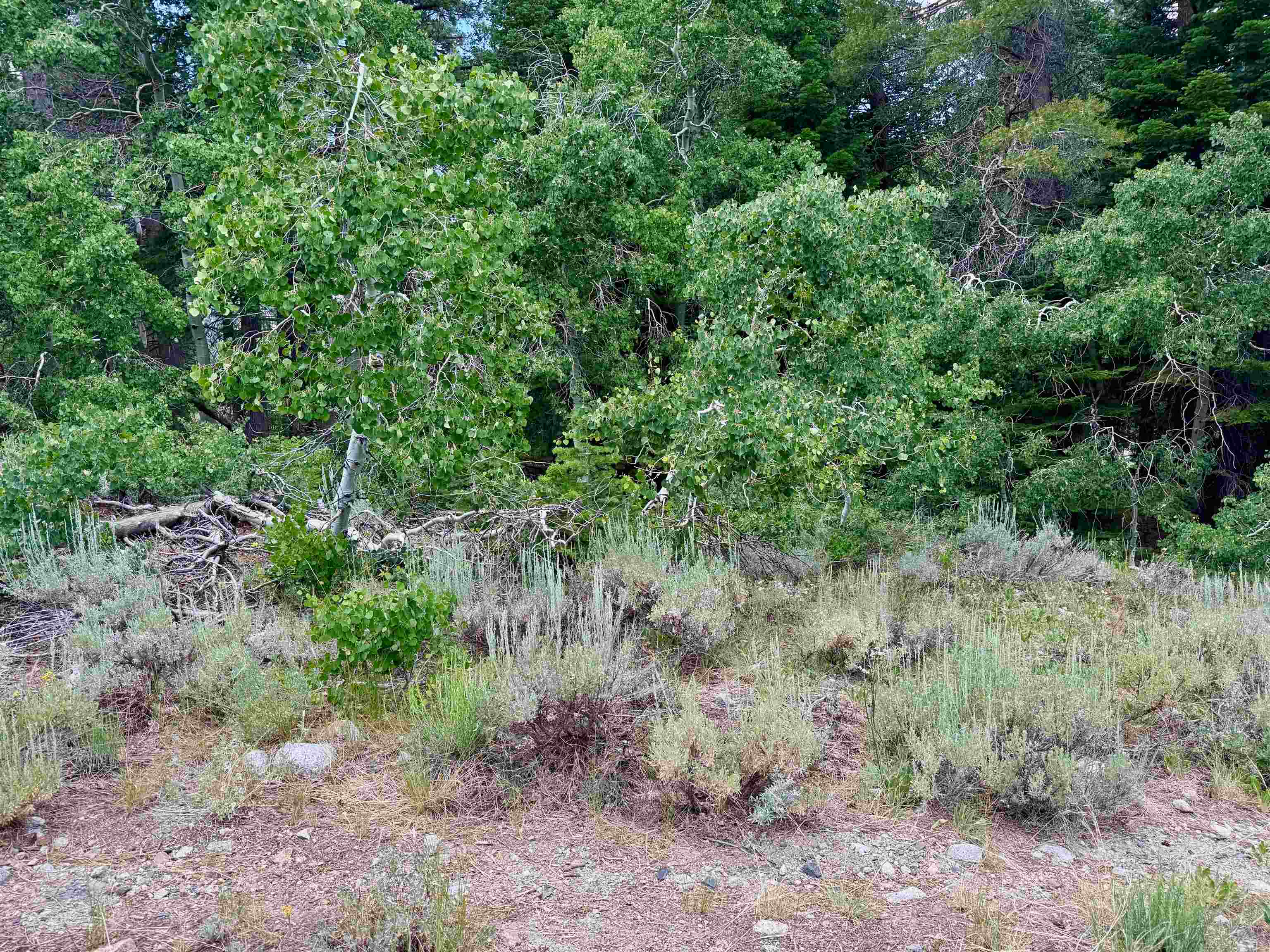 85 Shadow Pines Road June Lake, CA 93529 - Photo 11 of 14 View of tree filled area