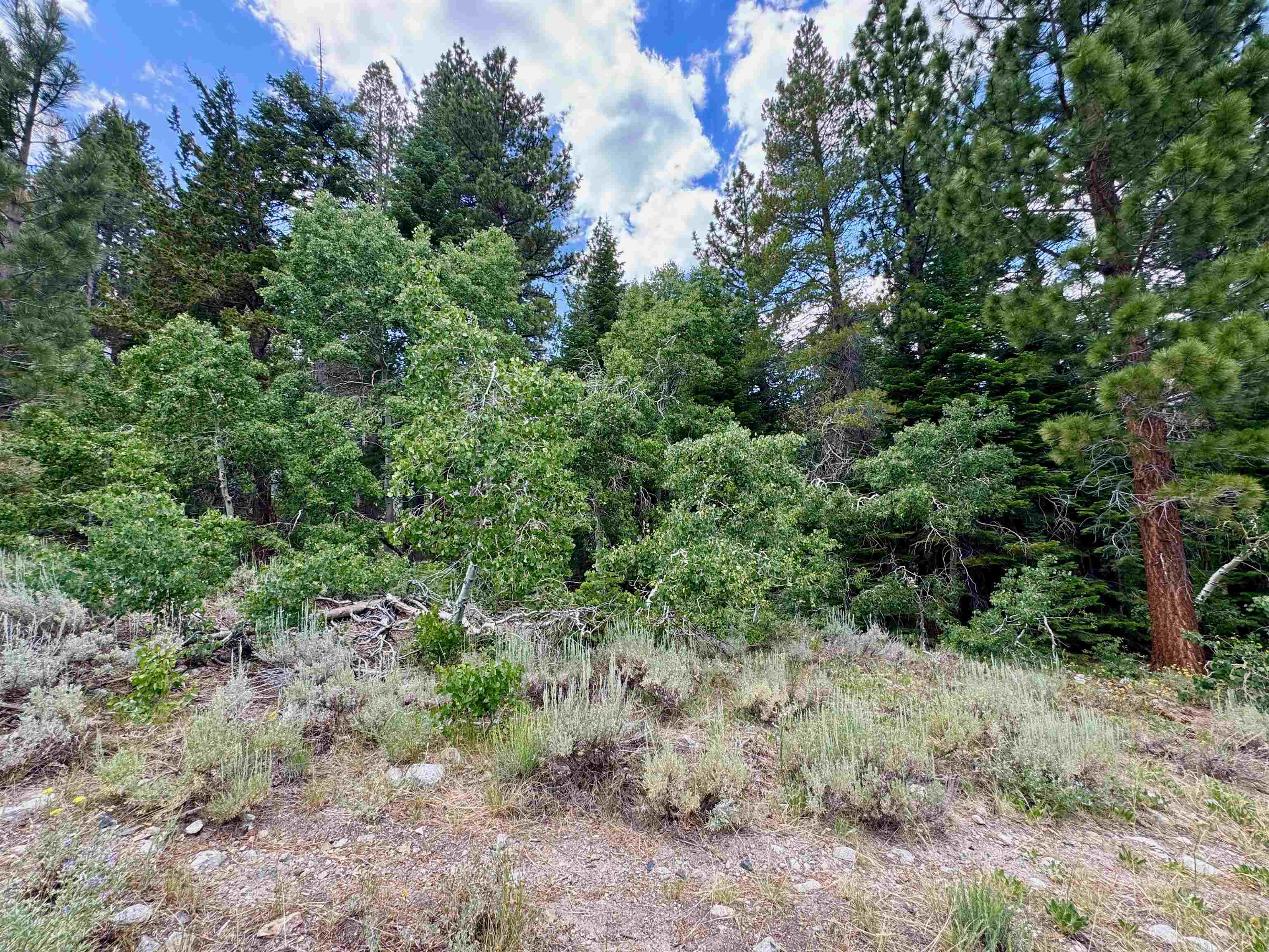 85 Shadow Pines Road June Lake, CA 93529 - Photo 12 of 14 View of nature