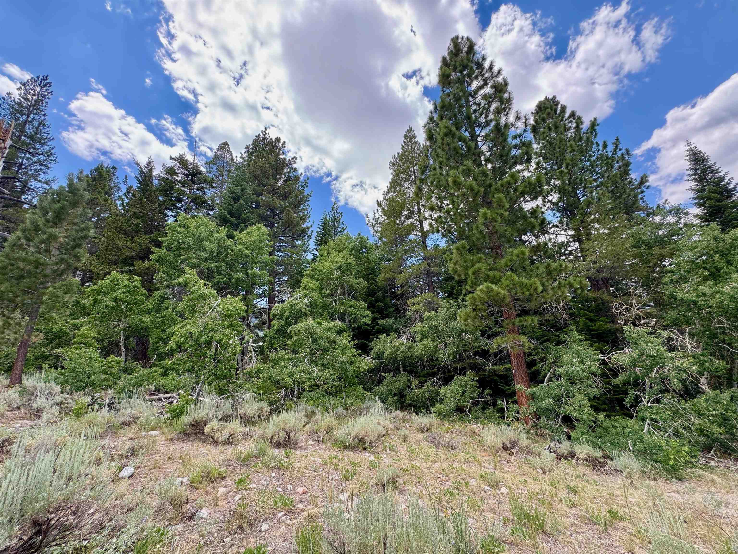 85 Shadow Pines Road June Lake, CA 93529 - Photo 13 of 14 View of woods
