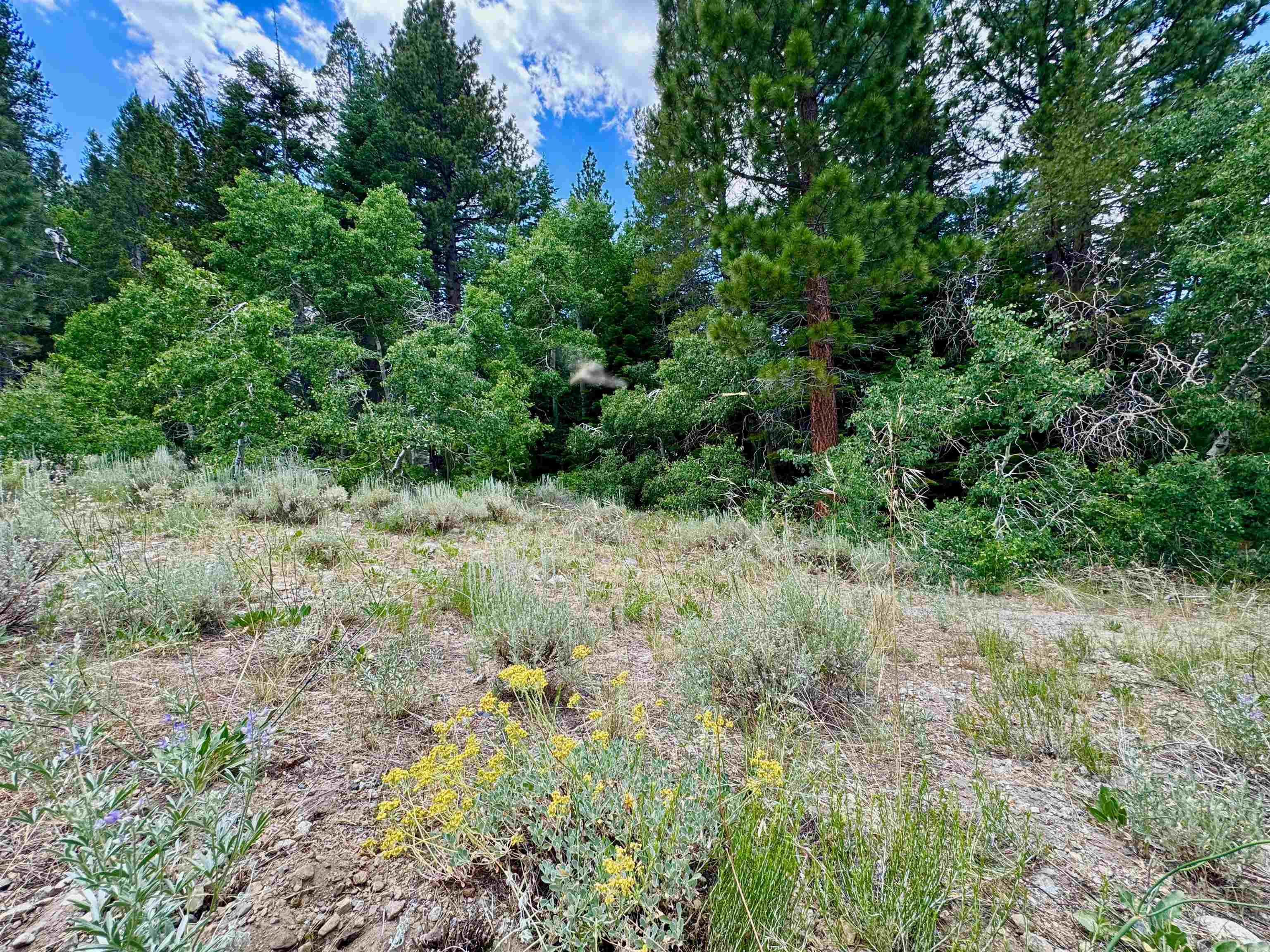 85 Shadow Pines Road June Lake, CA 93529 - Photo 14 of 14 View of wooded area