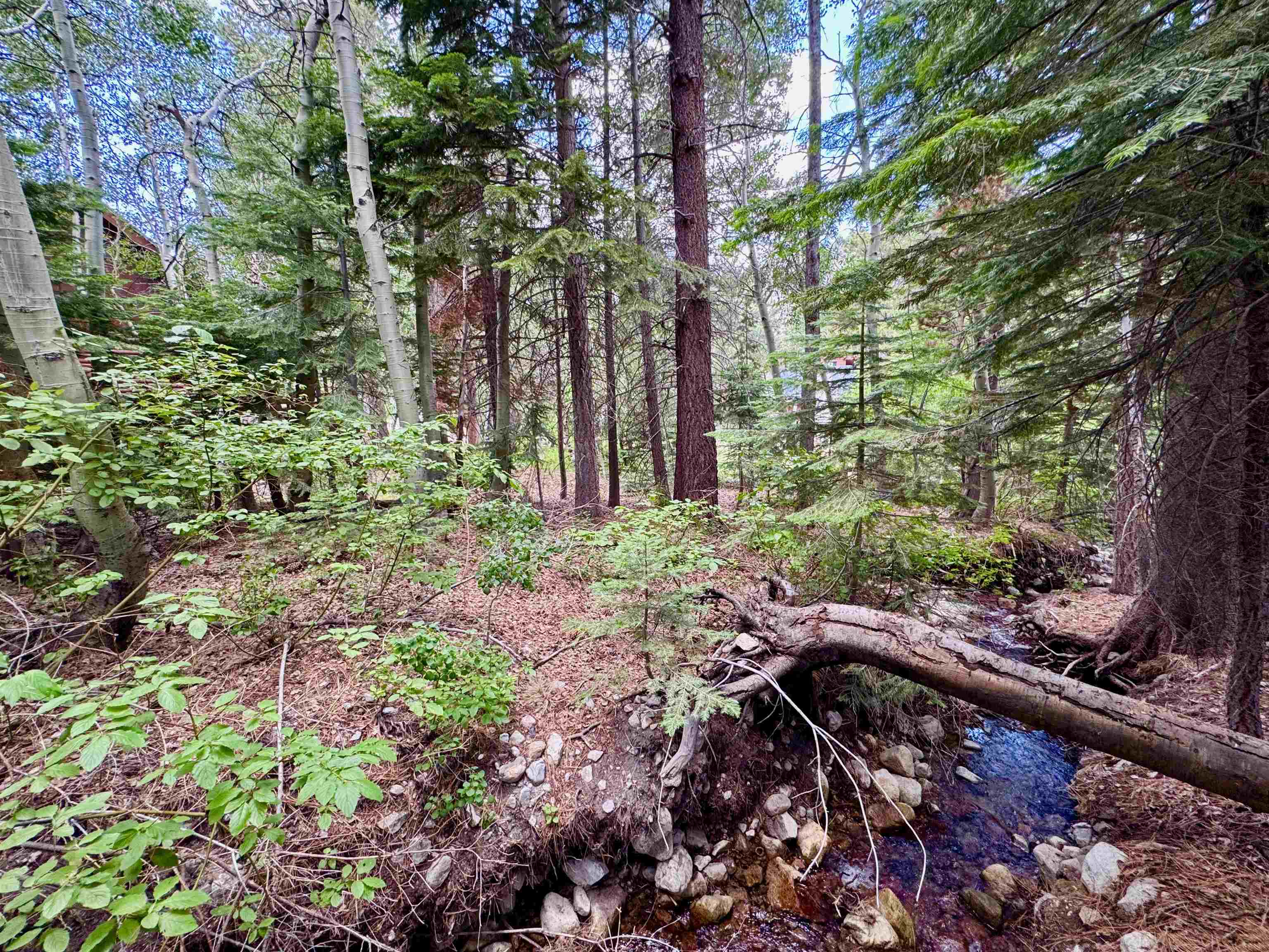85 Shadow Pines Road June Lake, CA 93529 - Photo 2 of 14 View of wooded area