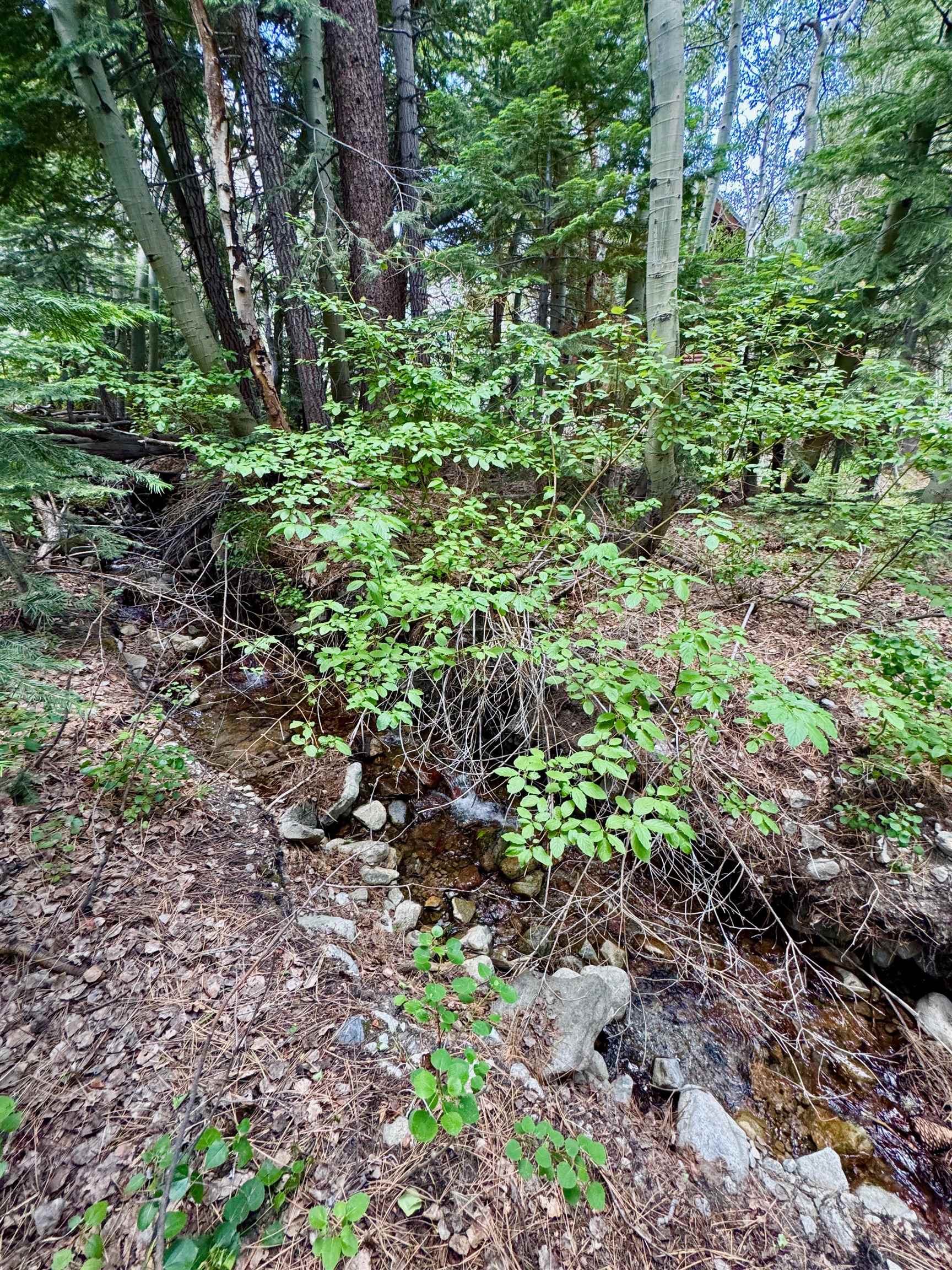 85 Shadow Pines Road June Lake, CA 93529 - Photo 3 of 14 View of undeveloped land
