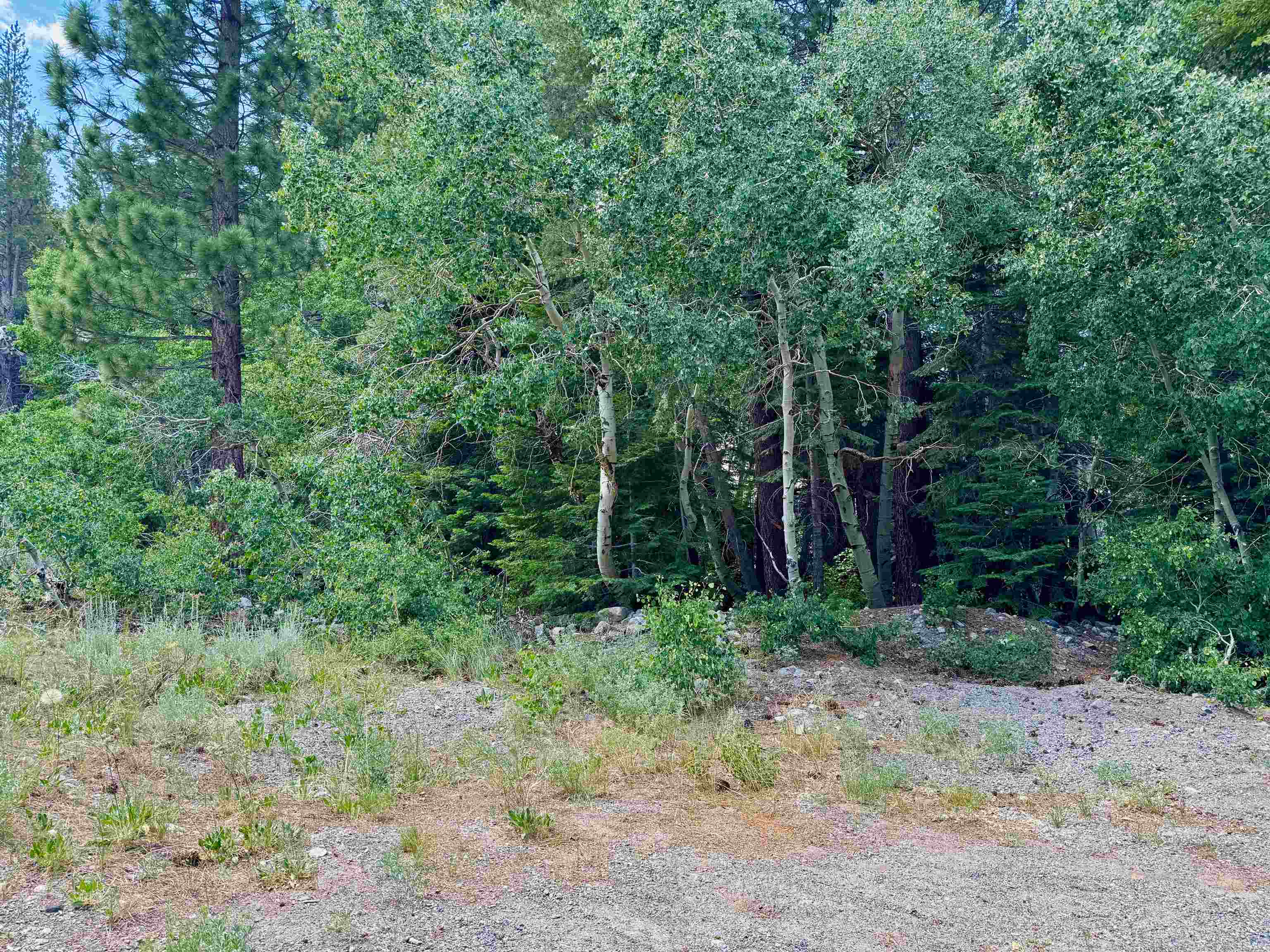 85 Shadow Pines Road June Lake, CA 93529 - Photo 5 of 14 View of tree filled area