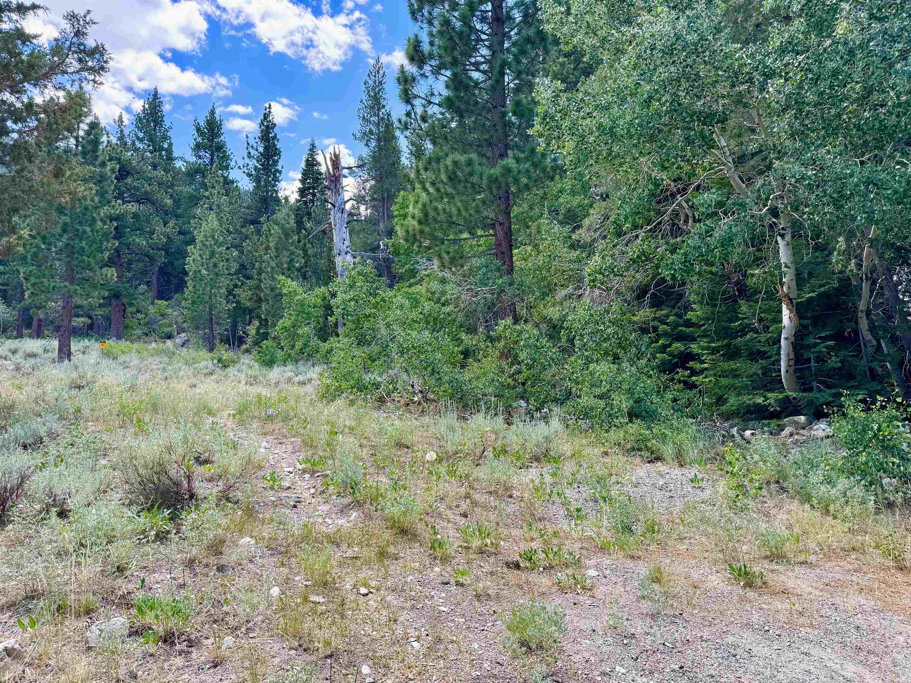 85 Shadow Pines Road June Lake, CA 93529 - Photo 6 of 14 View of wooded area