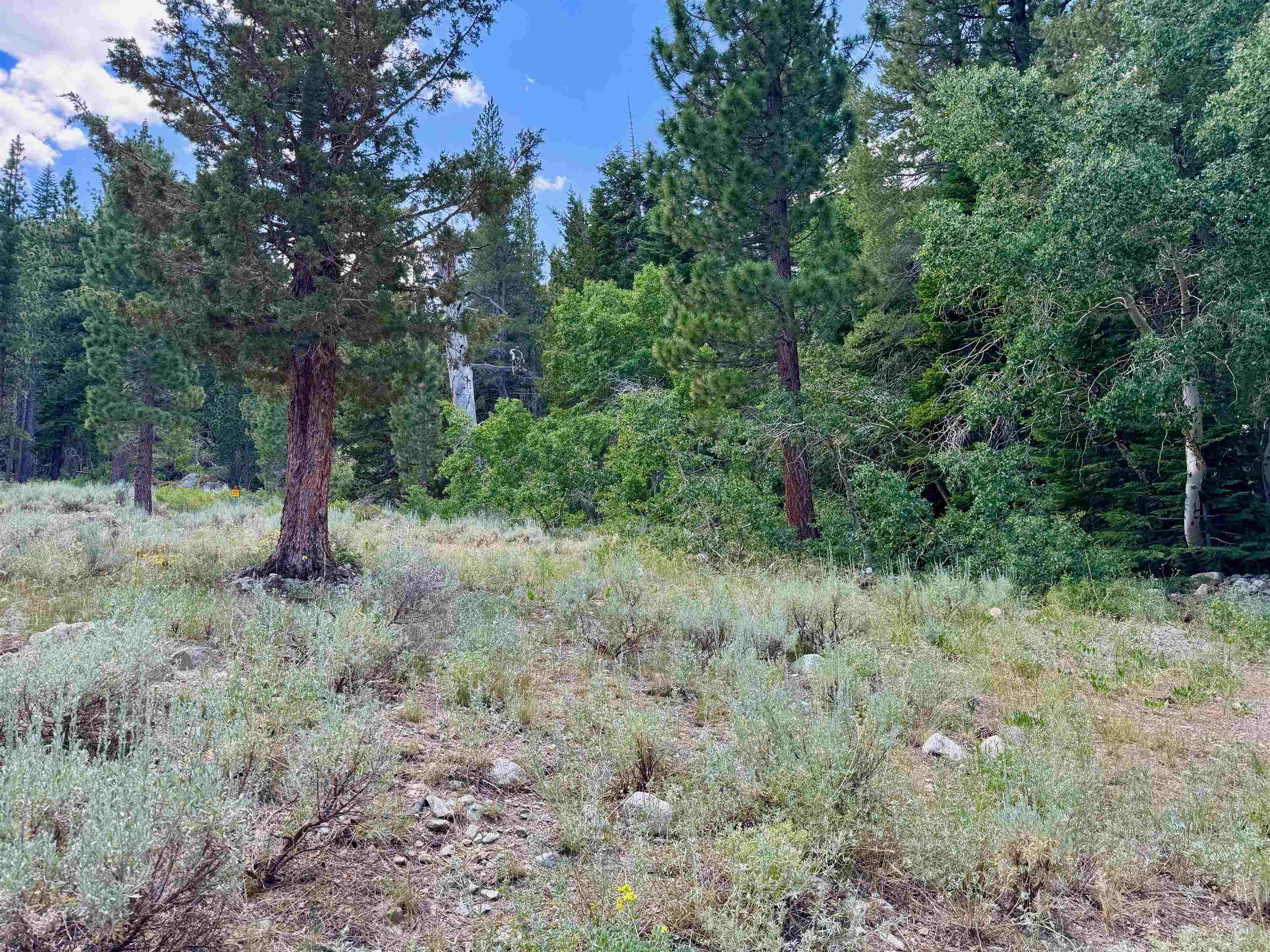85 Shadow Pines Road June Lake, CA 93529 - Photo 7 of 14 View of woods