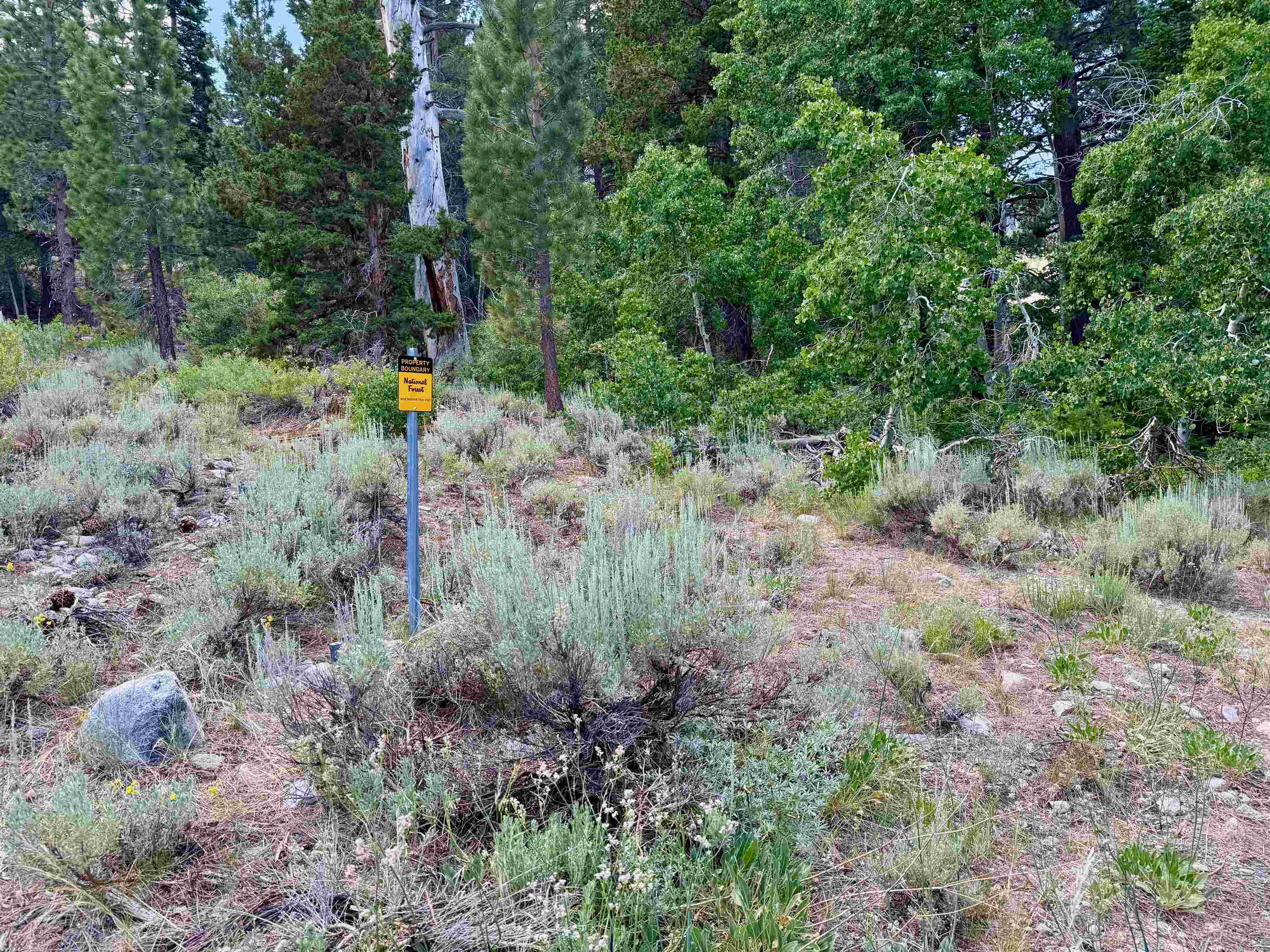 85 Shadow Pines Road June Lake, CA 93529 - Photo 8 of 14 View of woods