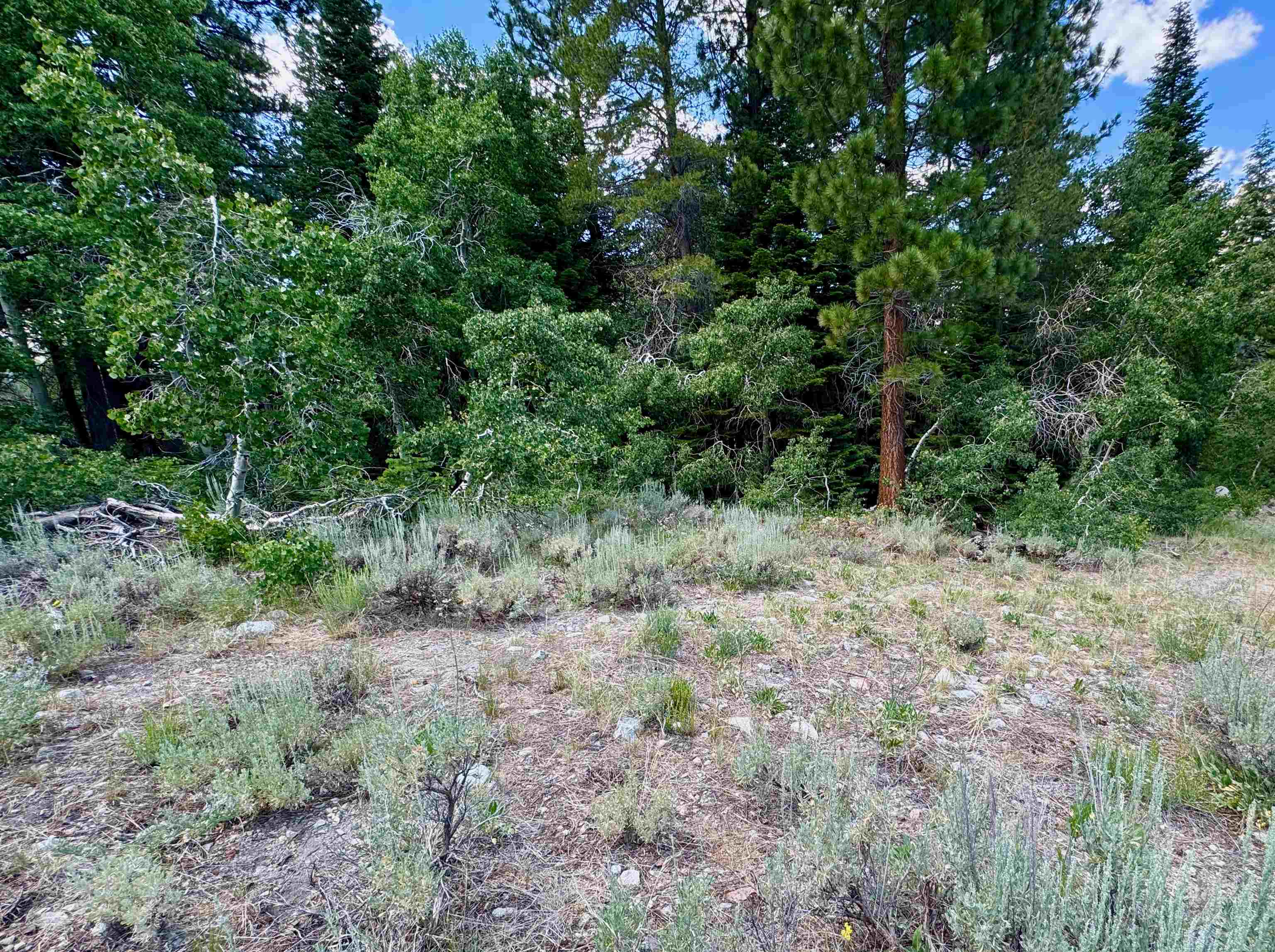 85 Shadow Pines Road June Lake, CA 93529 - Photo 9 of 14 View of tree filled area