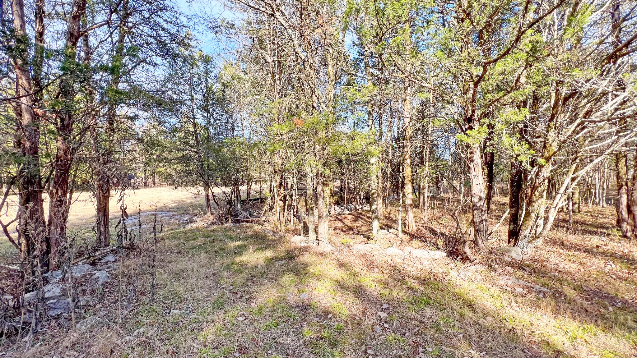 1885 Luther Sharp Road Columbia, TN 38401 - Photo 14 of 24 a view of forest
