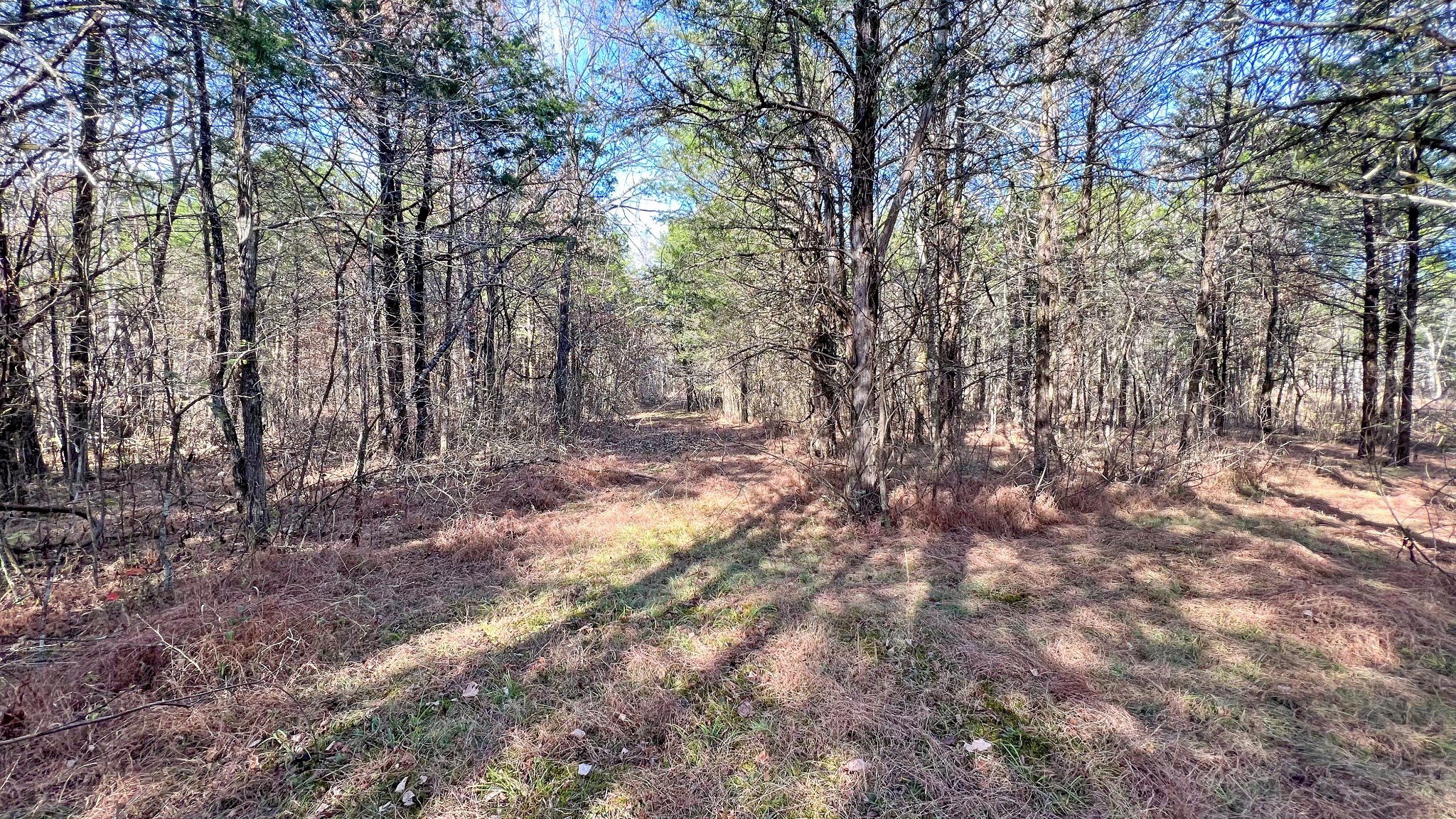1885 Luther Sharp Road Columbia, TN 38401 - Photo 10 of 24 a view of outdoor space with trees