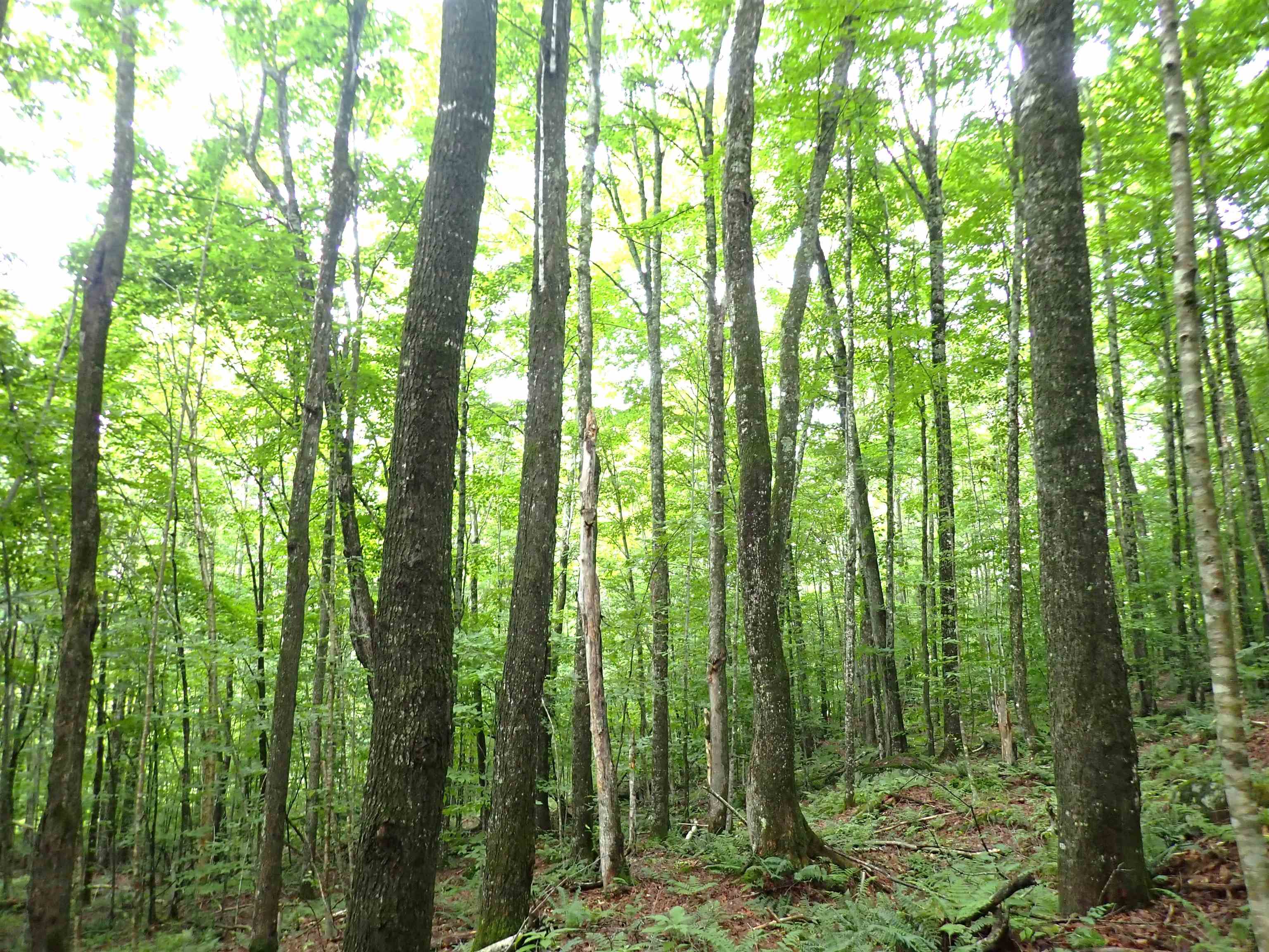 Hall Road Lunenburg, VT 05906 - Photo 10 of 14
