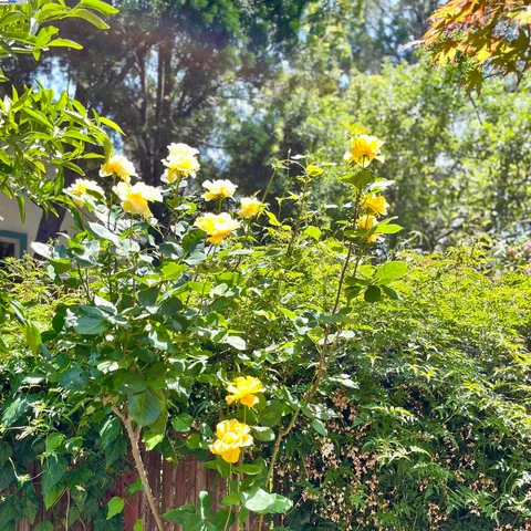 $569,000 | 148 Ascot Court, Unit 1, Moraga, CA 94556