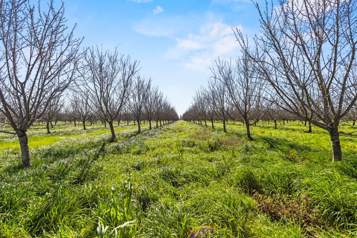 0 Sanders Road Live Oak, CA 95953 - Photo 4 of 17 a view of yard