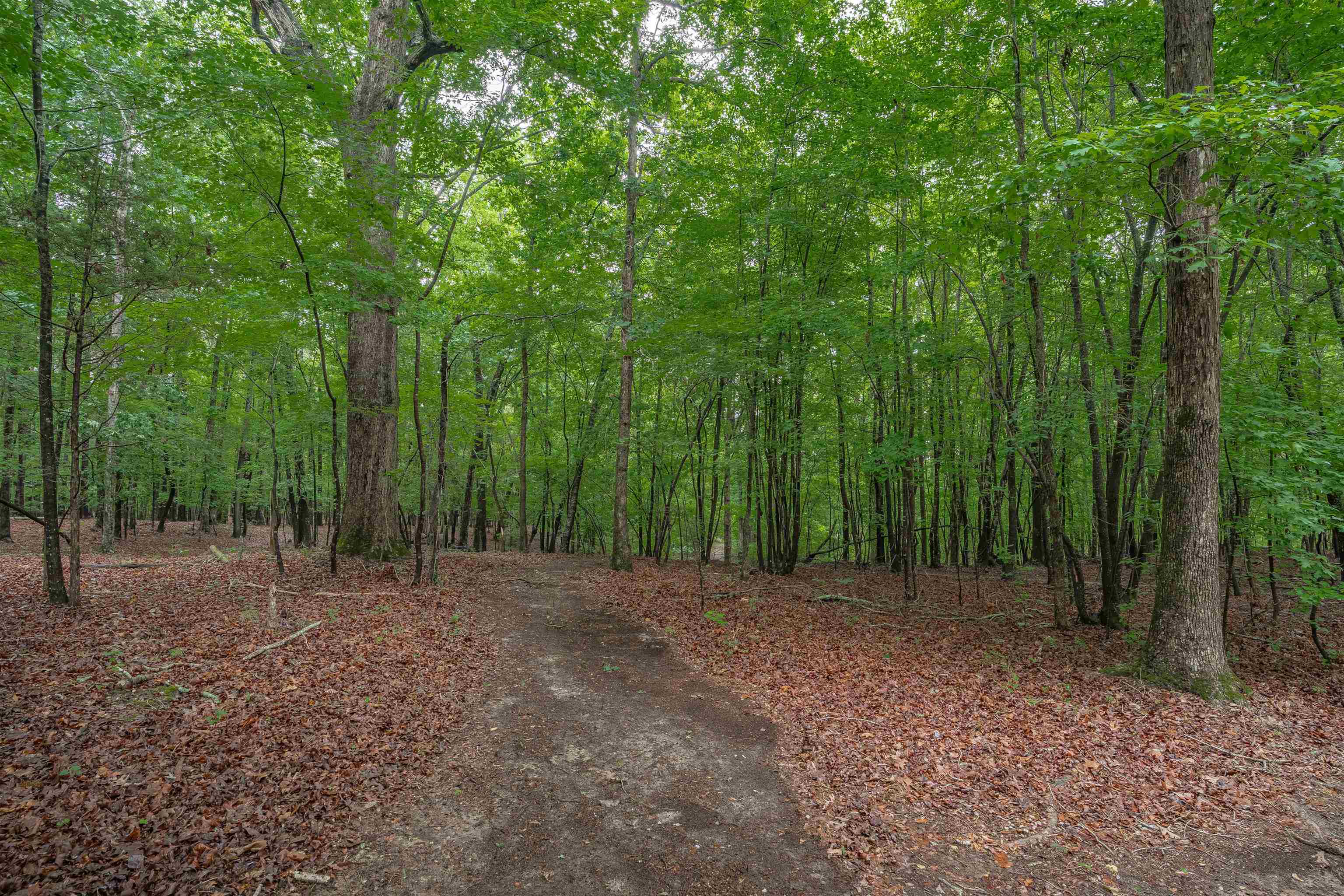 565 Portia Road Blythewood, SC 29016 - Photo 57 of 70