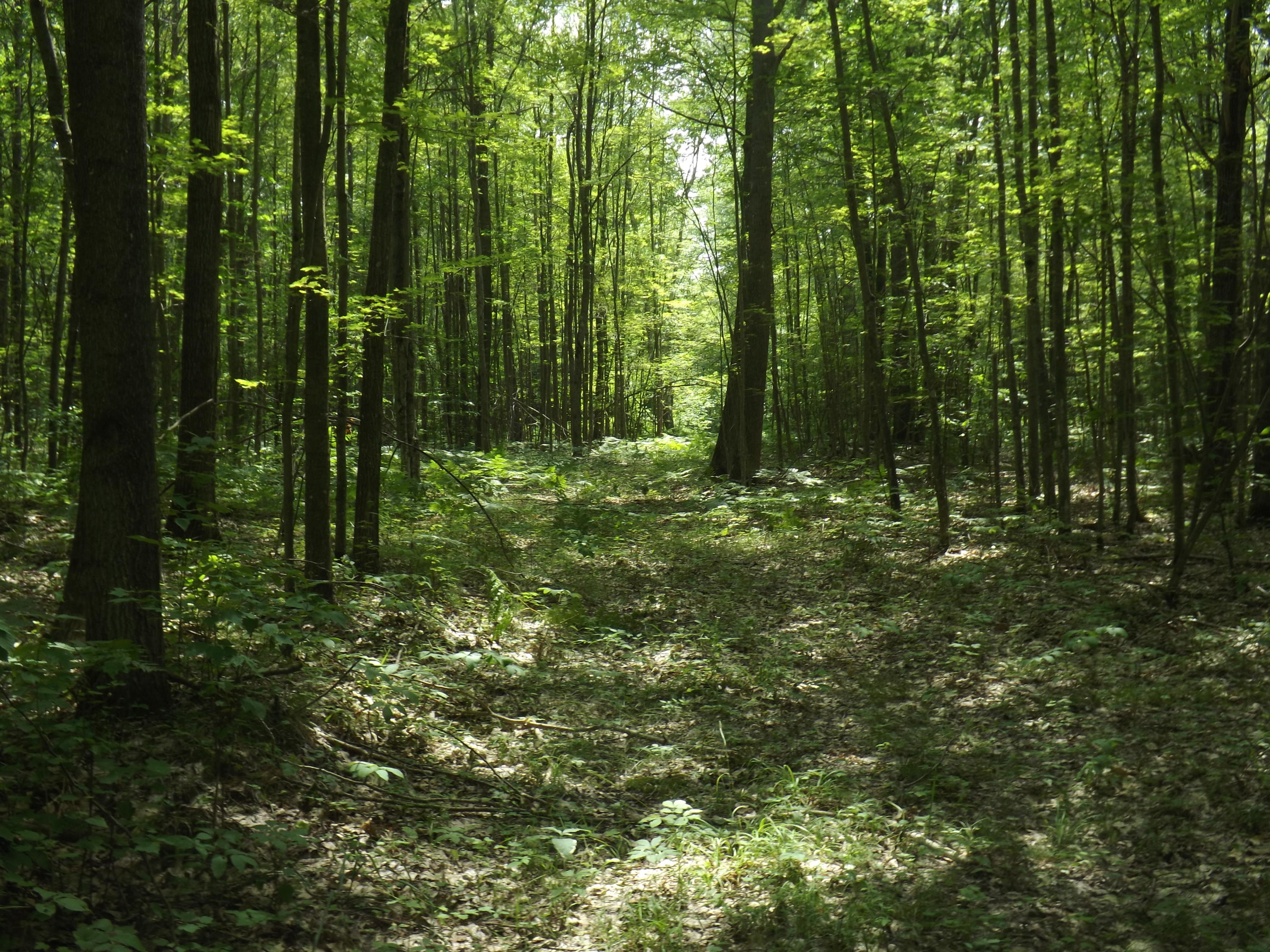 Coville Road Mikado, MI 48745 - Photo 1 of 16 Gallery Image 1