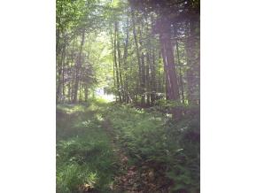 Off Newton Road Cavendish, VT 05142 - Photo 2 of 4