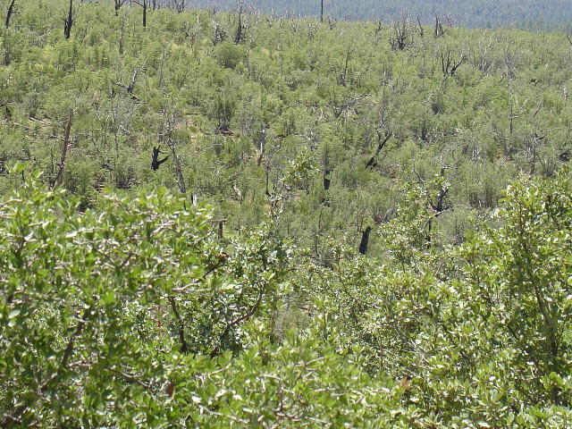 32 Rockinghorse Bend Road, Unit 32B Payson, AZ 85541 - Photo 2 of 2 Additional Photo